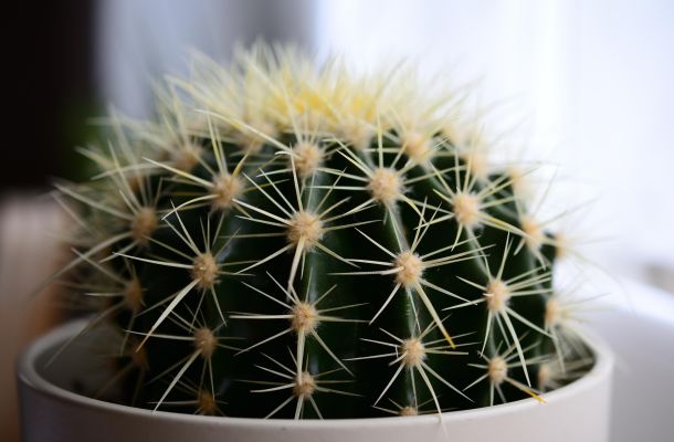 le storie di costanza alla caccia della volpe verde il dui