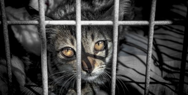 Federica Nin: “La Zona Grigia” e sporca della sperimentazione animale