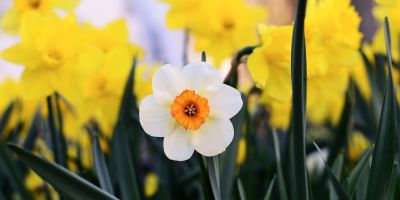 Presto di mattina. A che cosa serve la letteratura