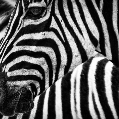zebra. ridere fa bene