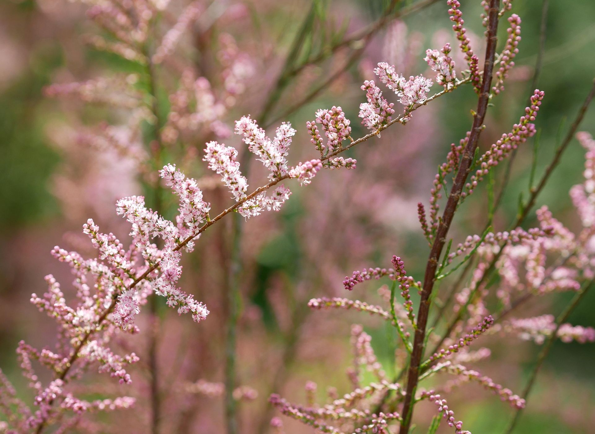 presto di mattina fiore senza difesa