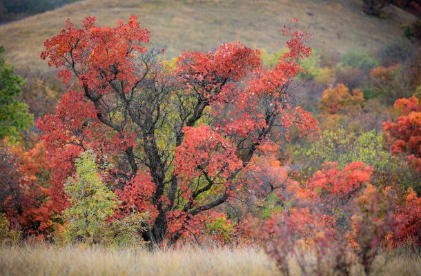 presto di mattina l'albero delle nebbie