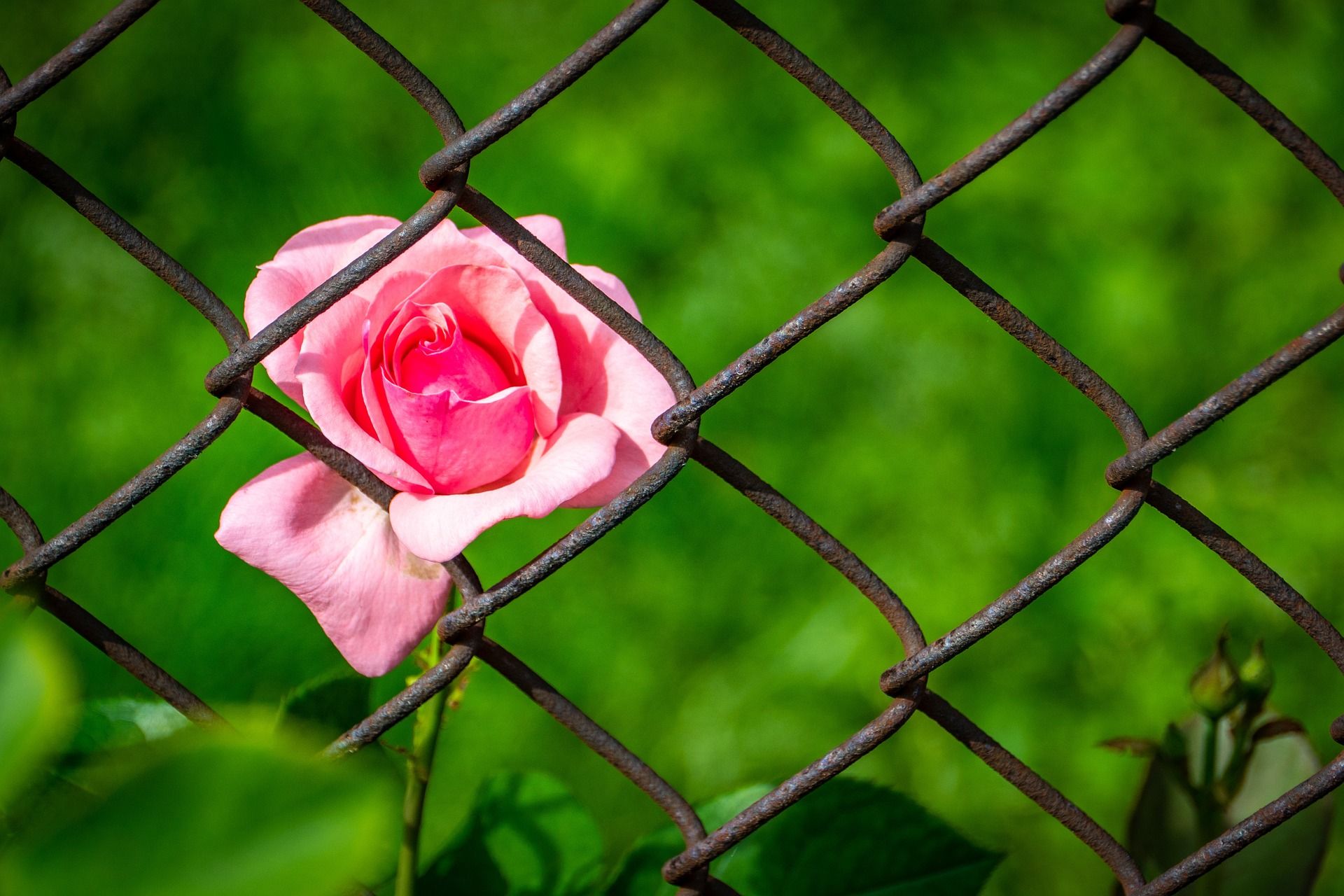 vite di carta almarina un nome di ragazza nel romanzo divaleria parrella