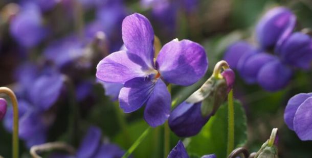 violette profumo