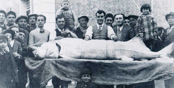 storione-po-caviale-fiera-ferrara-salone-sagre-giornale