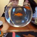 maurizio-camerani-lola-bonora-oceano-pesci-fluttuanti-Mlb-Maria-Livia-Brunelli-home-gallery-Ferrara