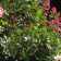 centranthus