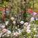 giverny