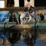 Anguilla-sagra-Comacchio-pesca-Fotoclub-Ferrara