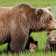 orso-danica