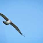 aquila - accordi - ferrara - radio strike