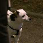 comitato-zona-stadio-biciclettata-quartiere-degrado