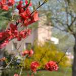 ercole-folegati-orto-sinergico