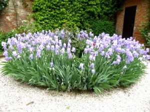 giardino-scroffa