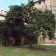 giardino-duchesse-albero-cachi-ferrara
