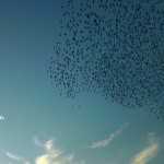 cacciatore-di-nuvole-tornado-storni-rovigo-dino-gasparetto