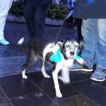 spal-festa-promozione-serie-b-sagrato-duomo