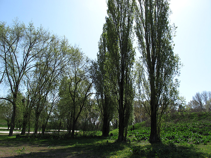 pioppi golena