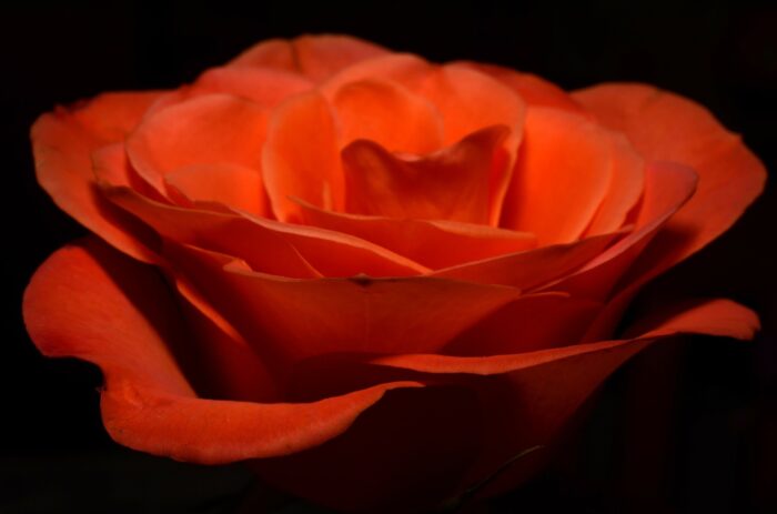 rosa rossa
