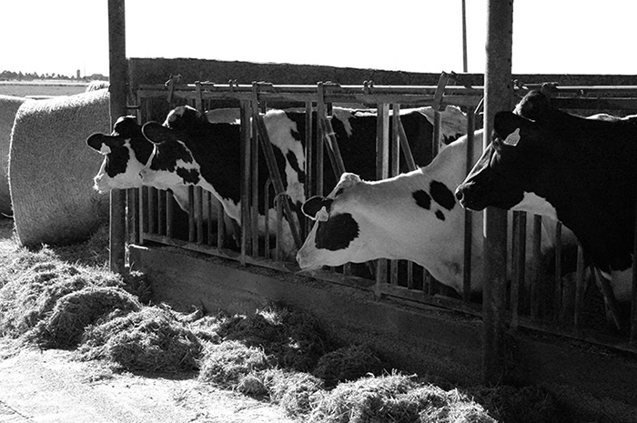 Azienda Concato