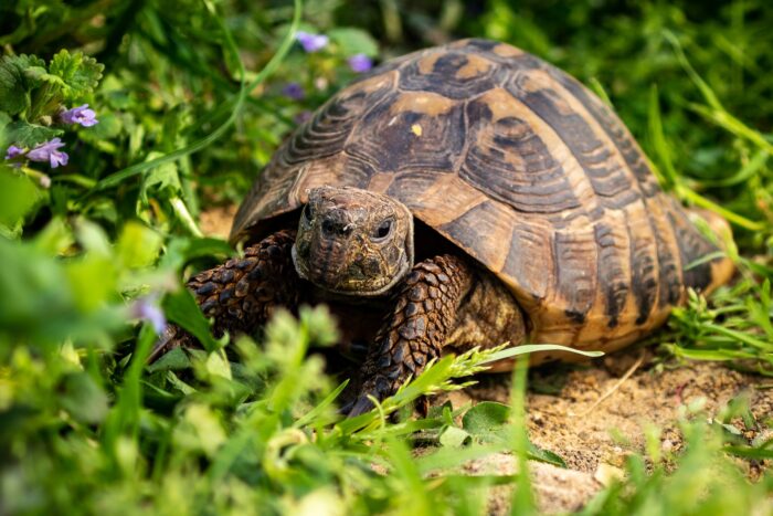 tartaruga lentezza