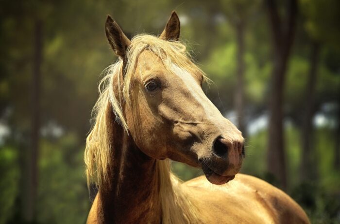 cavallo ronzino bontà