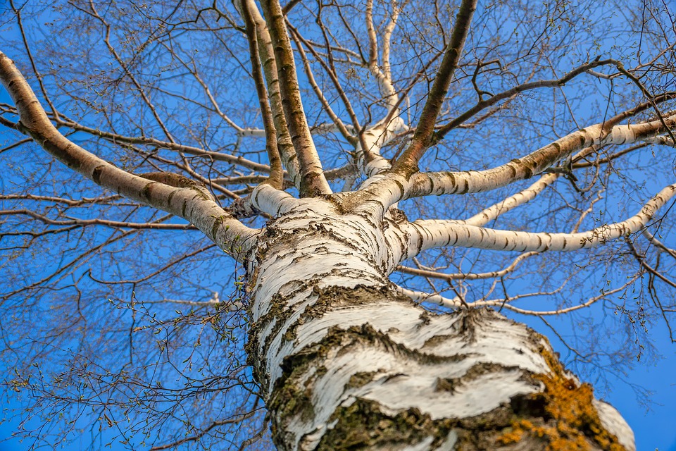betulla albero