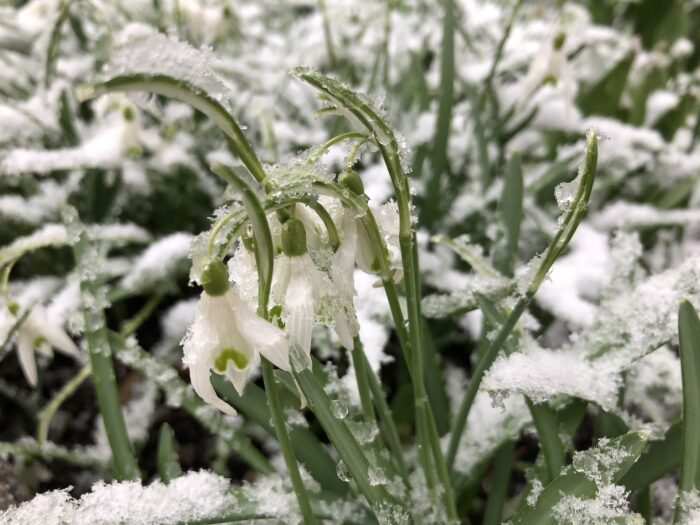 disgelo bucaneve primavera