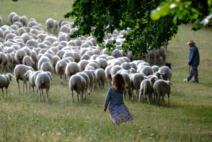 pecore gregge pascolo pastore
