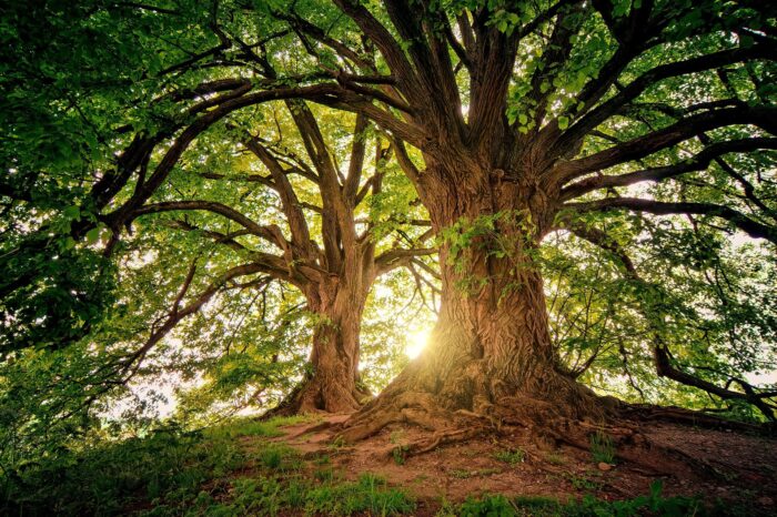 bosco alberi raggi sole