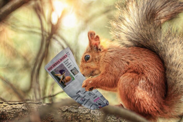 scoiattolo giornale