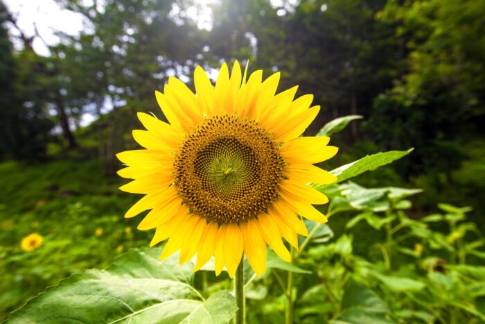 girasole periscopio
