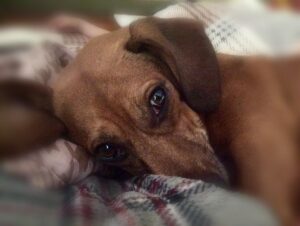 cane tristezza vuoto