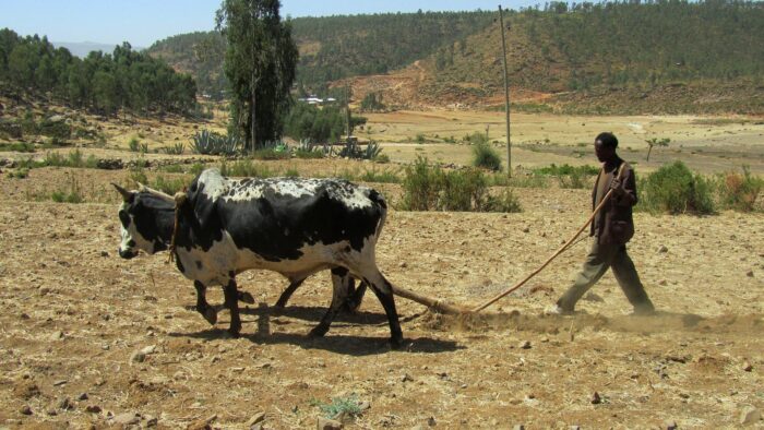 aratro africa campo