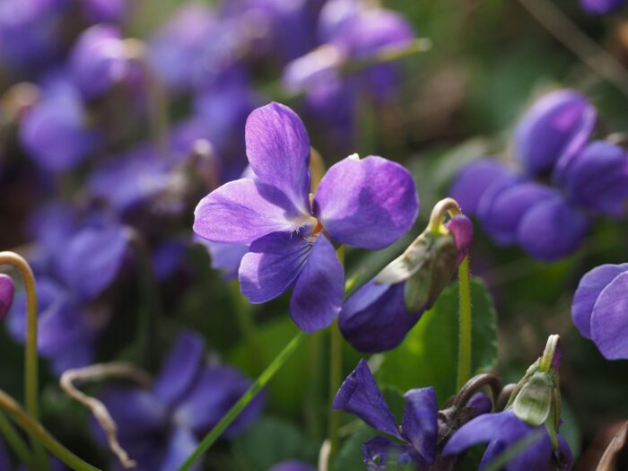violette profumo