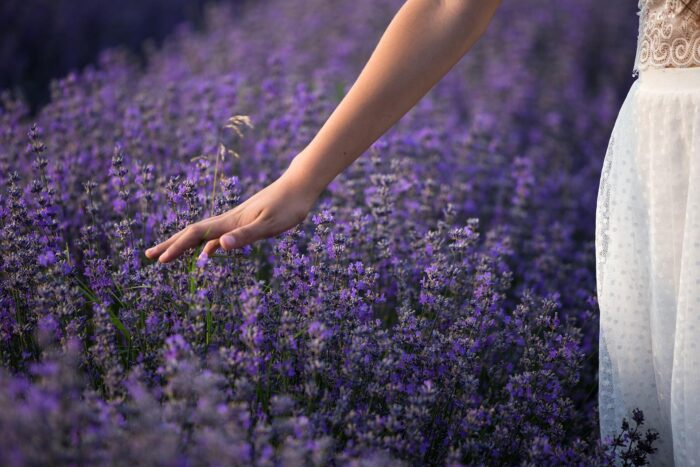 lavanda