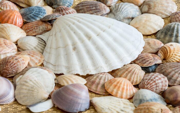 conchiglie mare sabbia