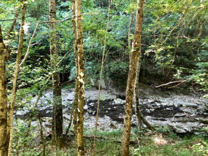 Bosco del Corniolino