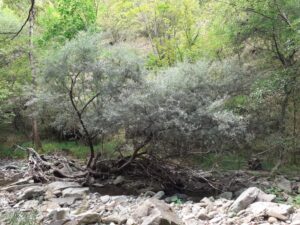 Bosco del Corniolino
