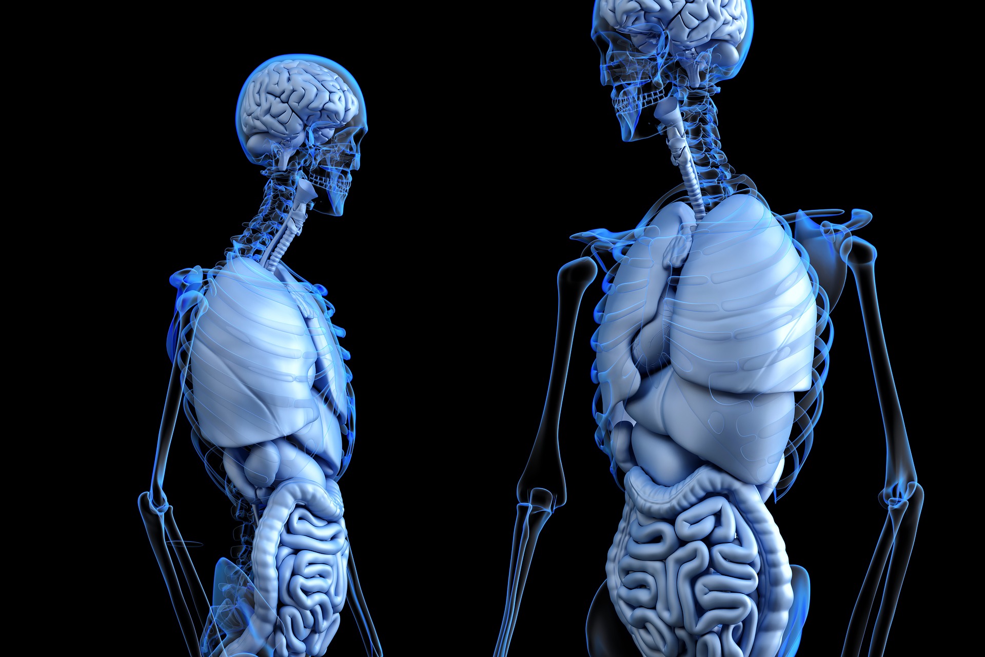 Corpi, anatomia