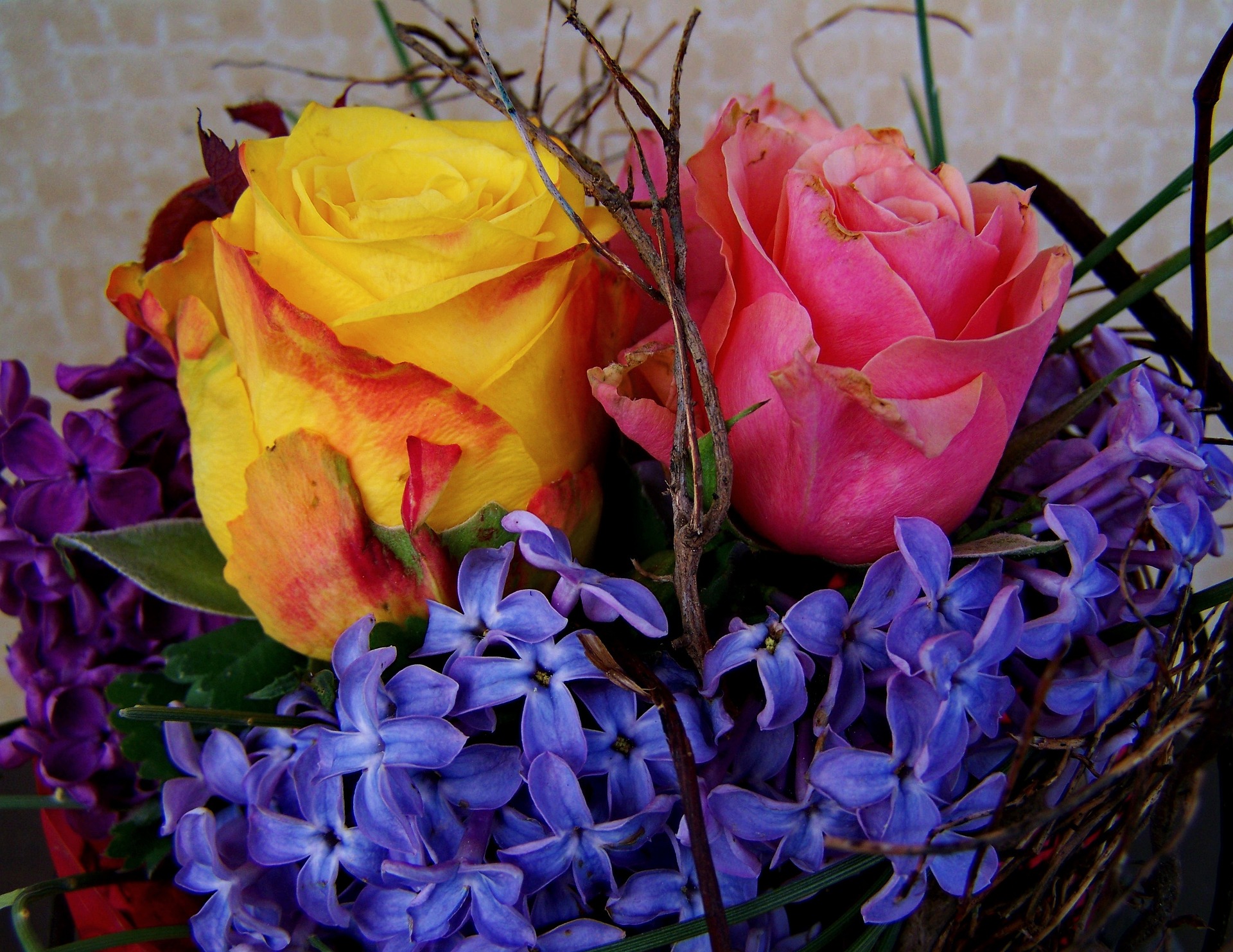 presto di mattina il giacinto e la rosa