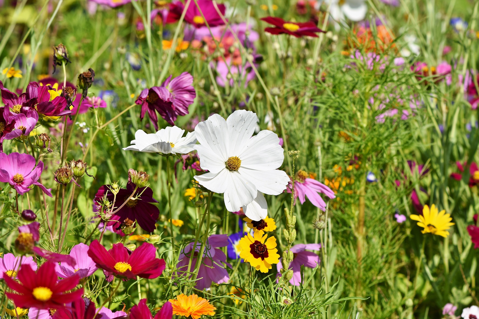 Presto di mattina nel giardino dei salmi