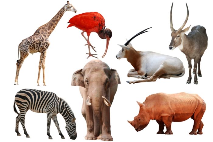 L'Europa e gli armamenti: il finto erbivoro tra i carnivori