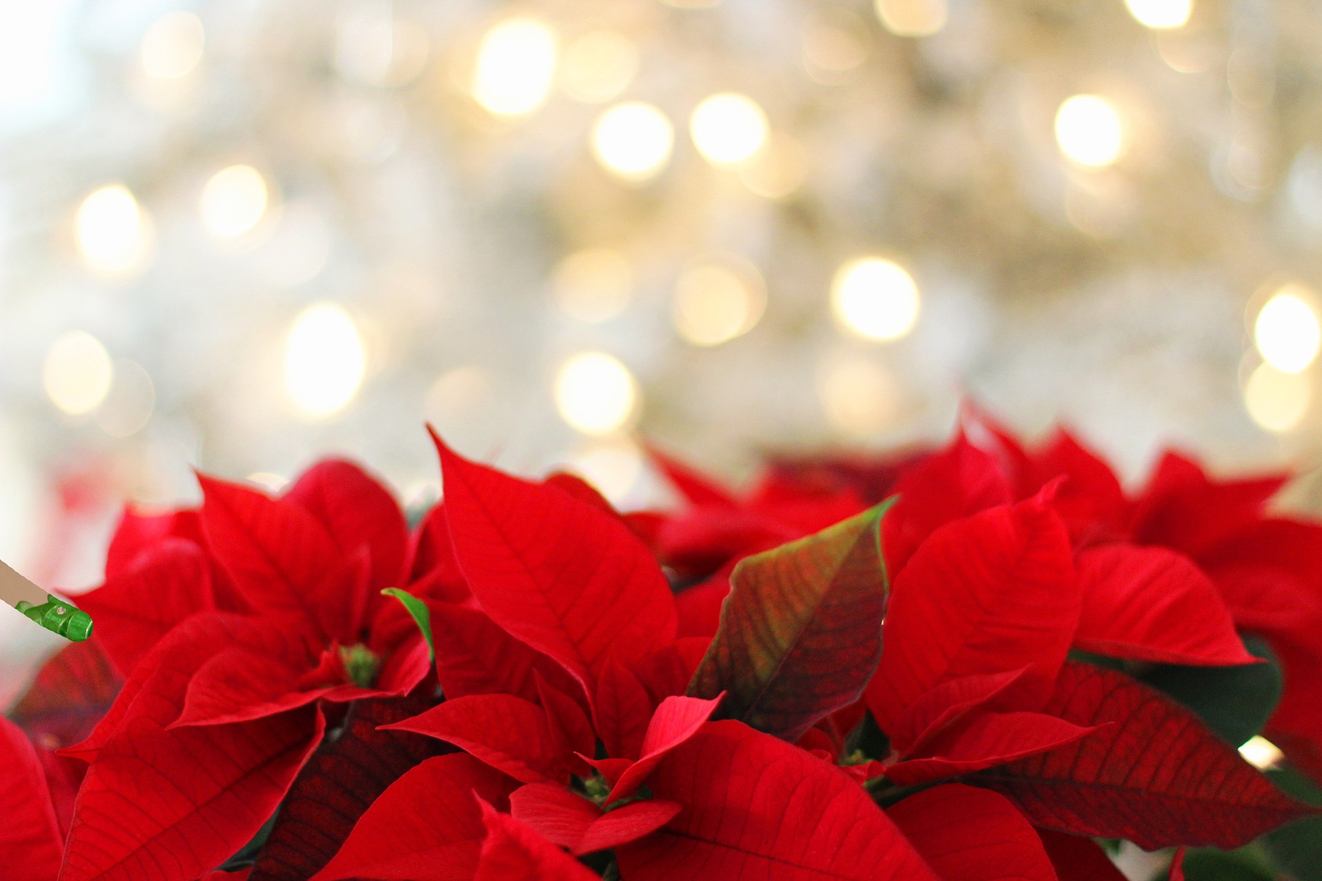 Le storie di costanza le stelle di natale della zia costanza