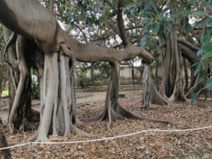 orto botanico