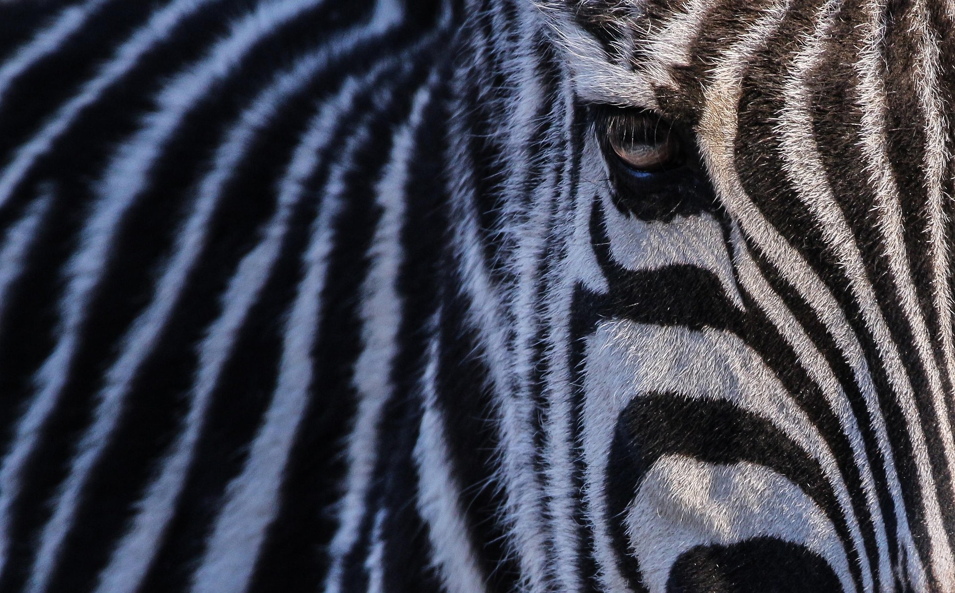 zebra una vita in rima