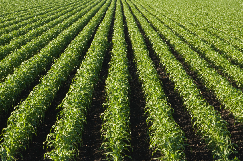 Brasile tra libero mercato, agrobusiness ed estrattivismo. Intervista all'ambientalista Antonio Lupo.
