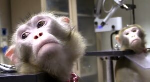 Rendere obbligatori i test alternativi all’uso di animali, una petizione al Parlamento Europeo. Intervista a Massimo Terrile