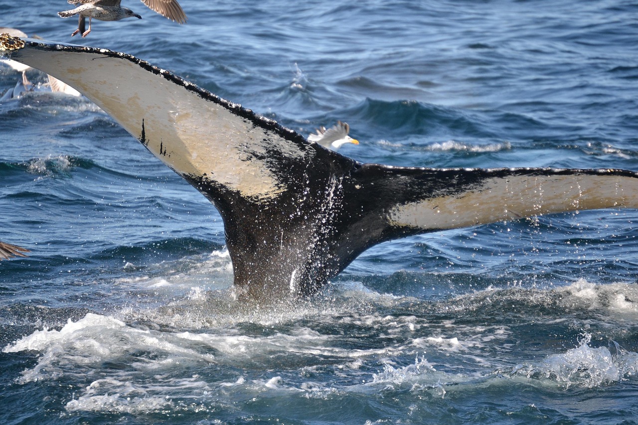 Il Trattato ONU per la Protezione dell’Alto Mare entrerà in vigore a gennaio 2026