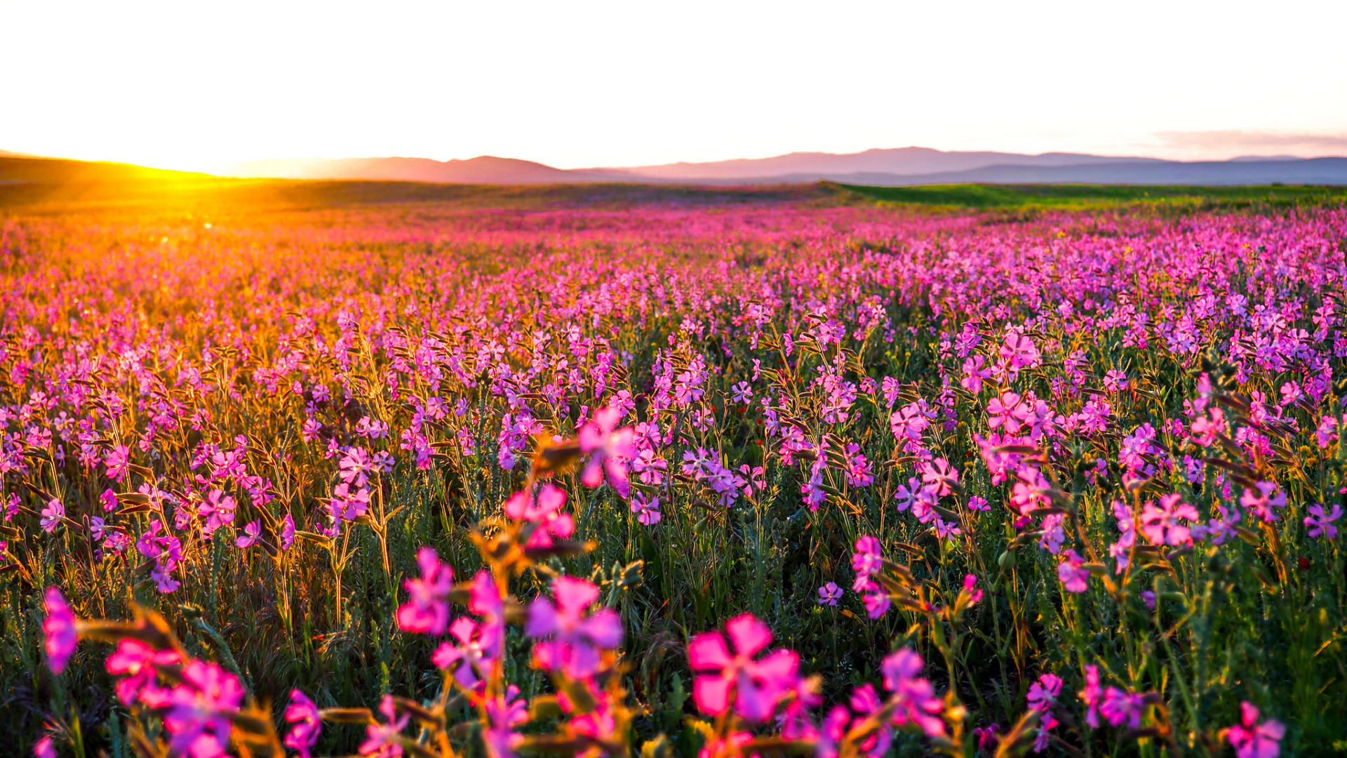 Nient'altro che fiori